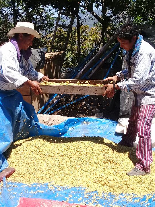 Ixlama – Highfalutin Coffee Roasters